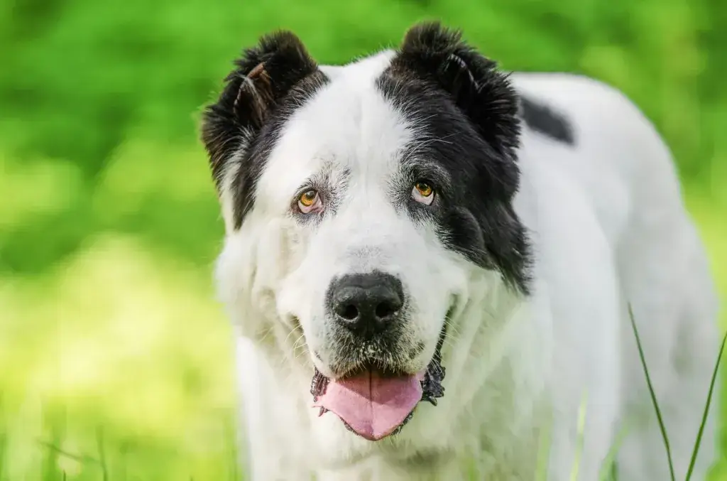 central asian shepherd dog breed