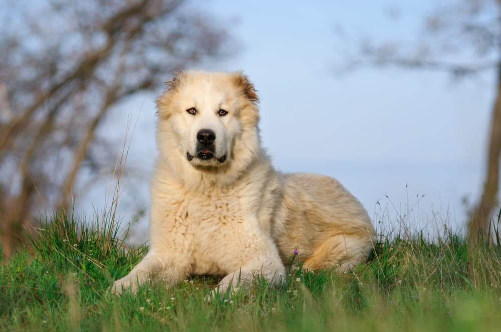 Central Asian Shepherd dog Temperament