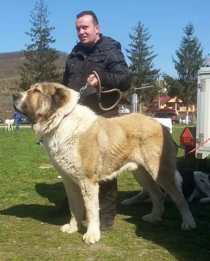 Central Asian Shepherd dog breed