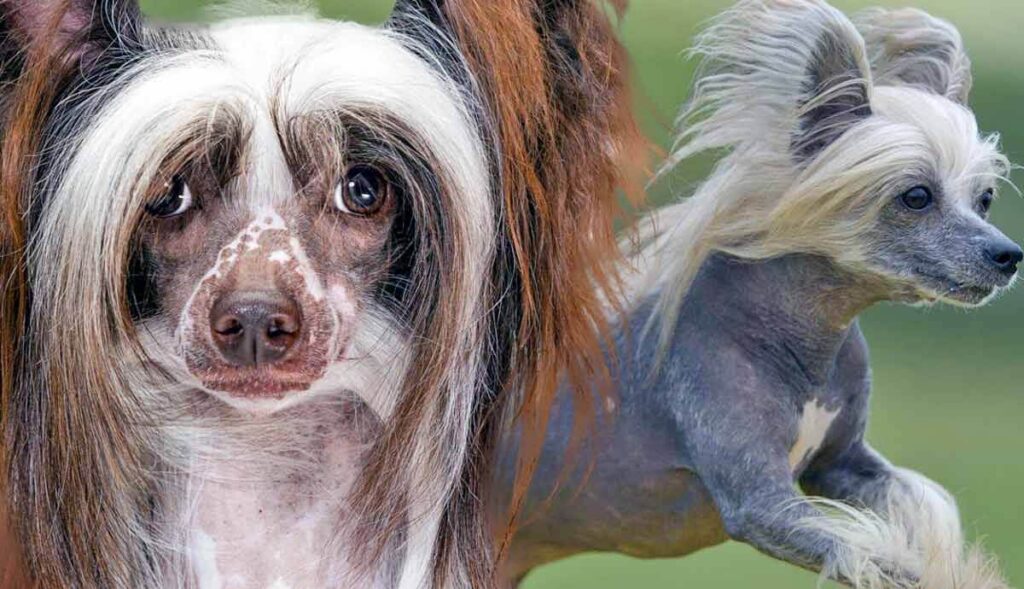 Chinese Crested Dog Breed Guide: Traits, Care, & Facts