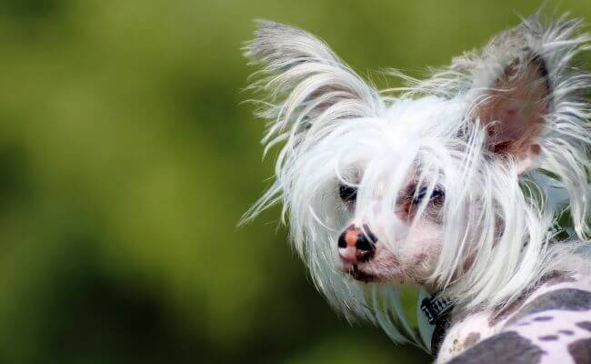 Chinese Crested Dog Temperament