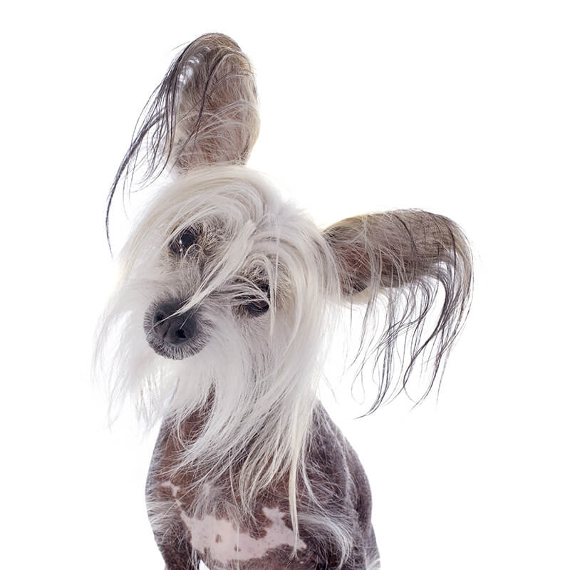 Chinese Crested Dog Physical Characteristics