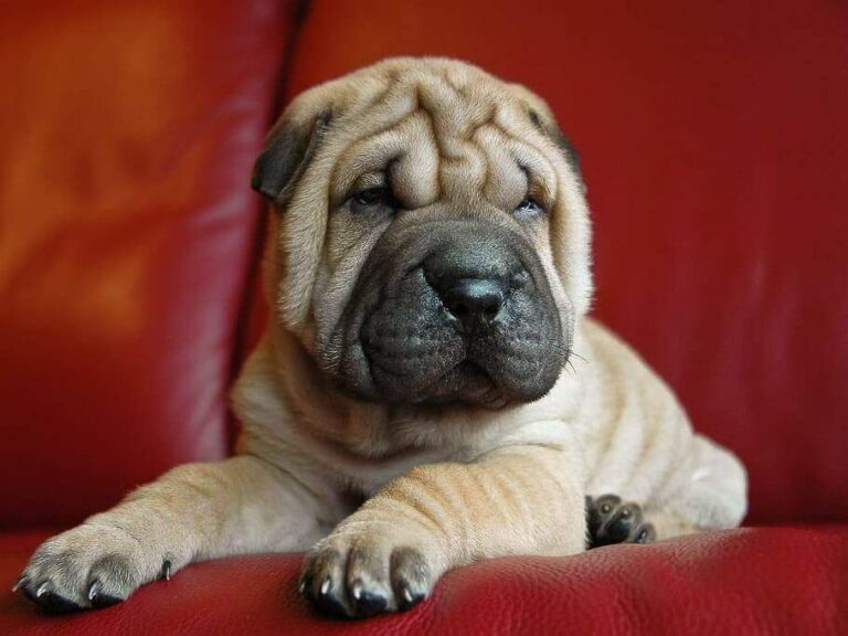 chinese shar pei dog breed