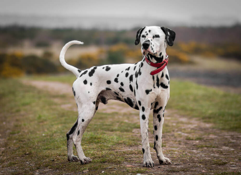 dalmatian dog breed