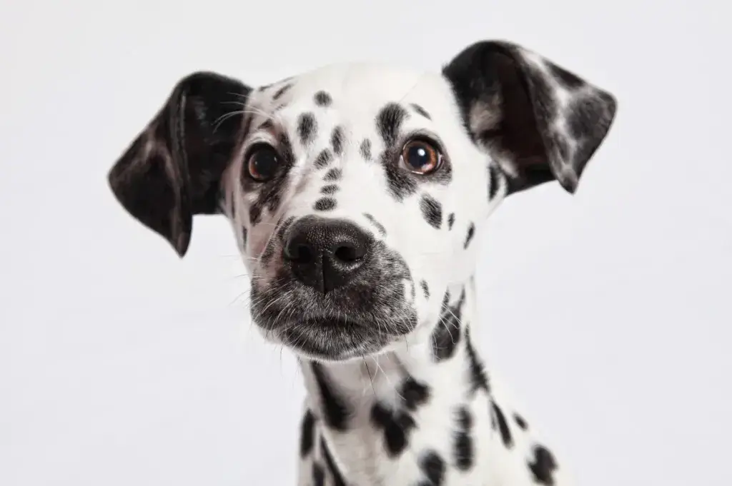 dalmatian dog Temperament