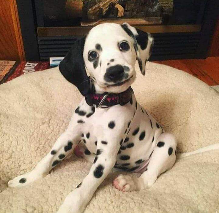 dalmatian dog breed