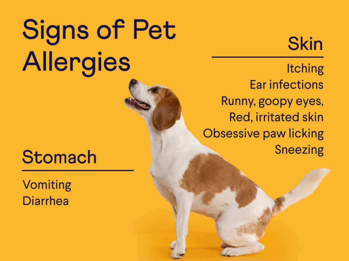 dog food for allergies