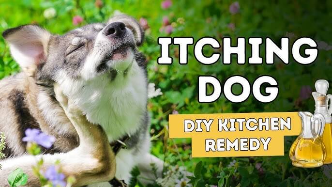 dog itchy skin home remedy