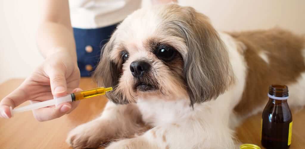 Signs and Symptoms of Itchy Skin in Dogs