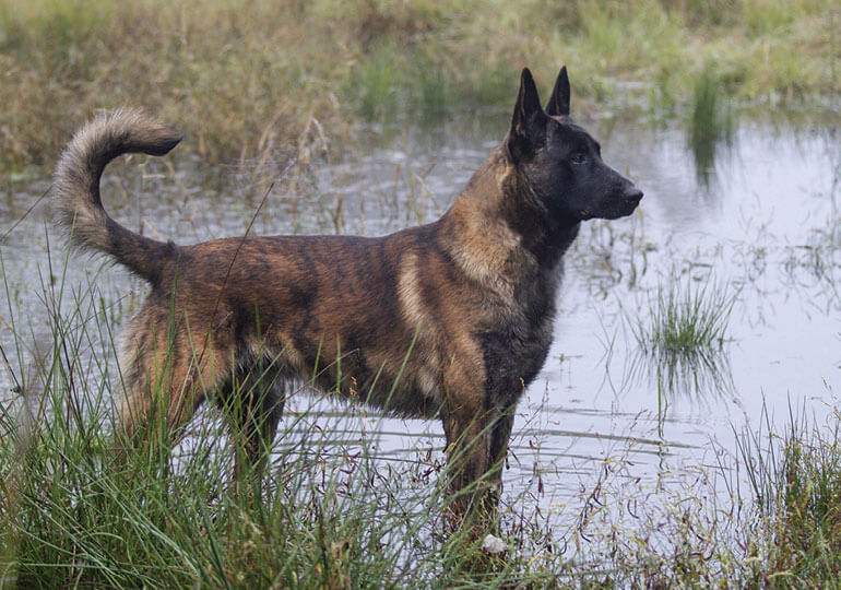 dutch shepherd dog breed