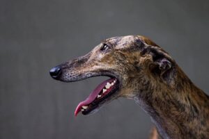 greyhound dog breed