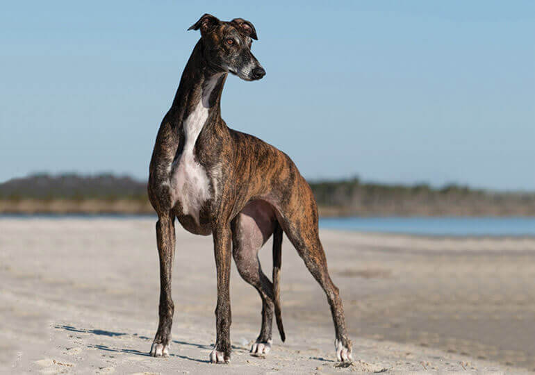 Greyhound dog Lifespan and Health