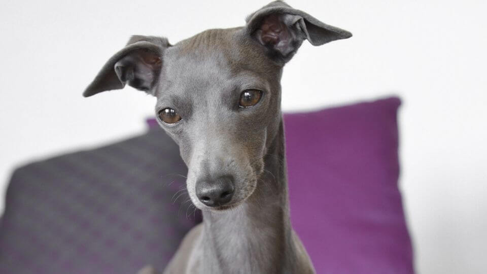 italian greyhound dog breed