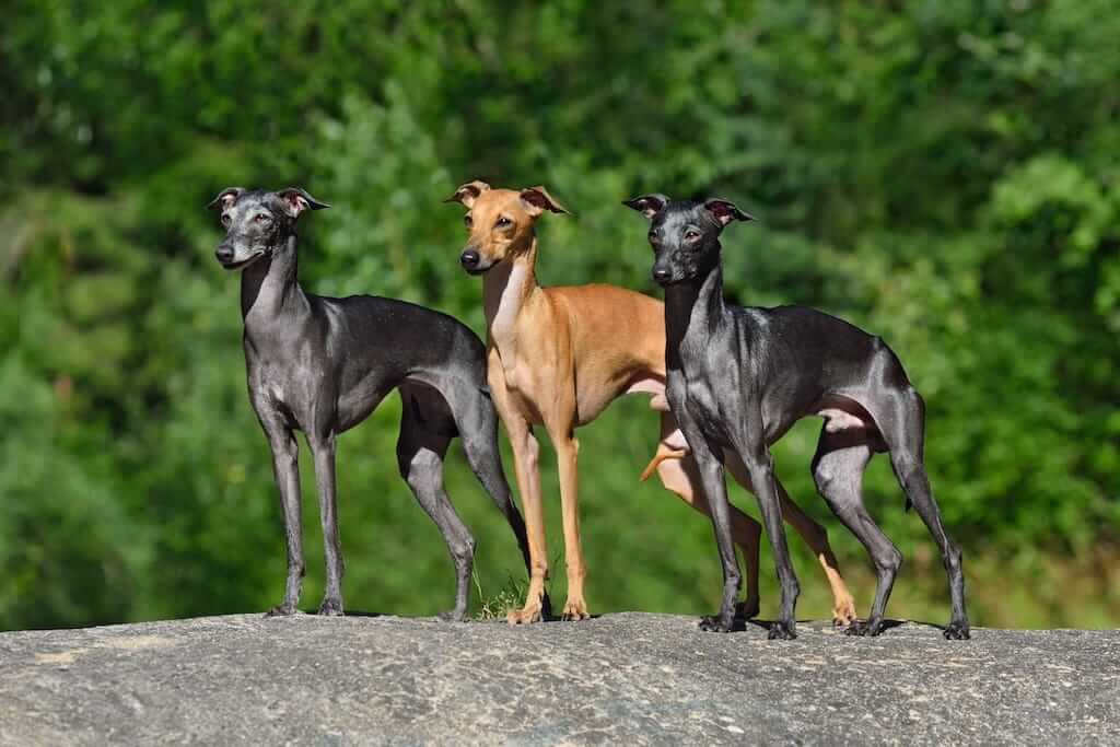 Italian Greyhound dog Lifespan and Health