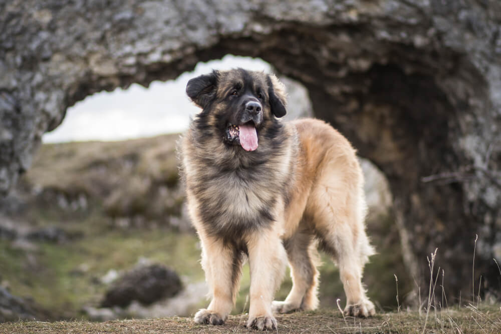 leonberger dog breed