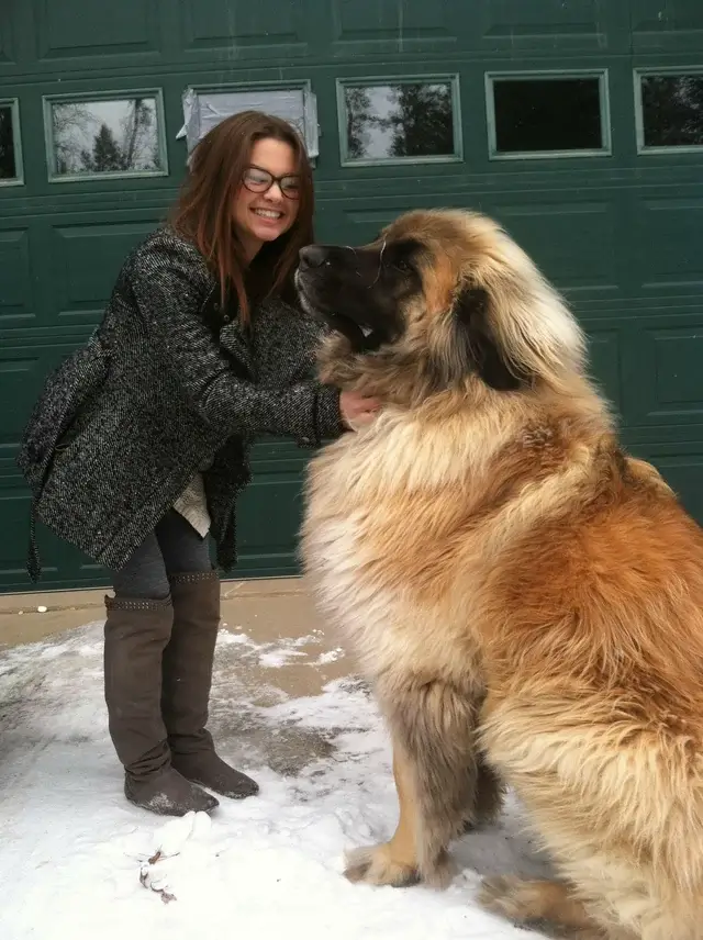 Leonberger Dog Physical Characteristics