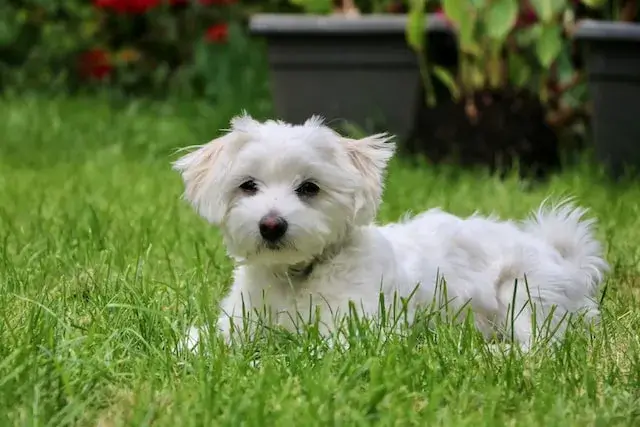 Maltese Dog Breed: Description, Temperament, Lifespan & Facts