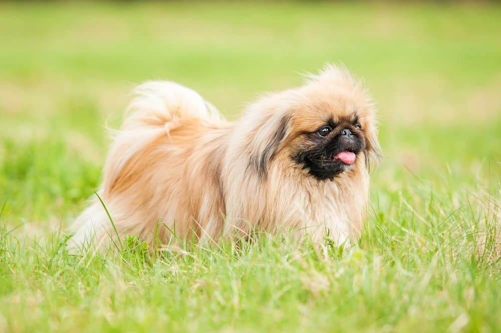 pekingese dog breed