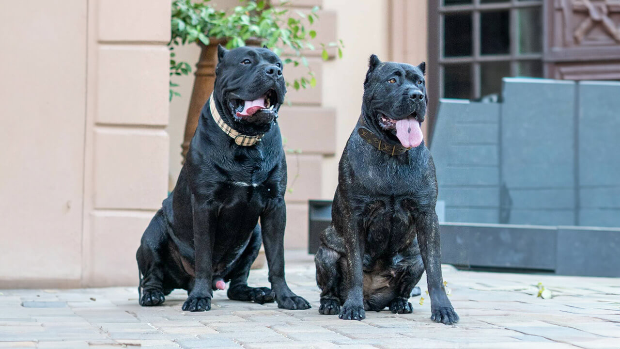 Presa Canario Dog Breed: Description, Temperament & Lifespan