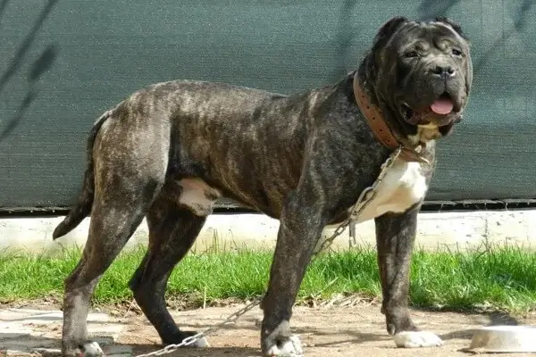 Presa Canario Dog Temperament