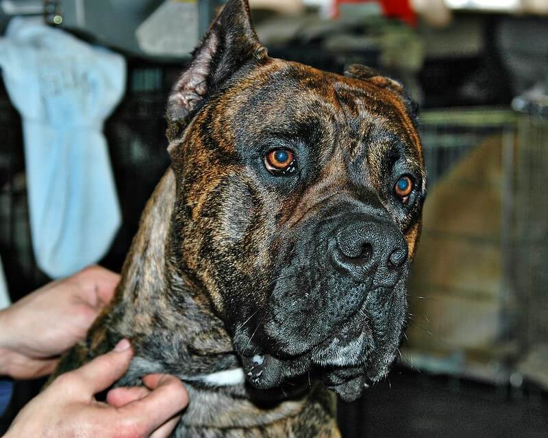 Presa Canario Dog Breed