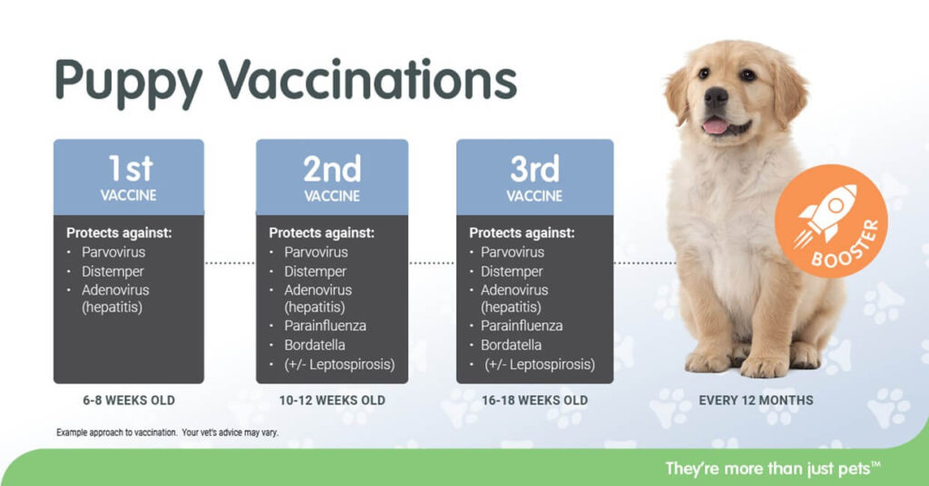 Puppy Vaccine Schedule