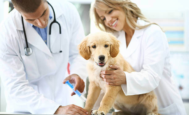 Puppy Vaccine Schedule