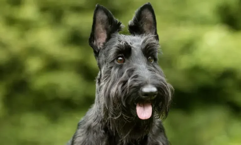 scottish terrier dog breed