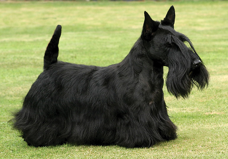 Scottish Terrier Dog Temperament