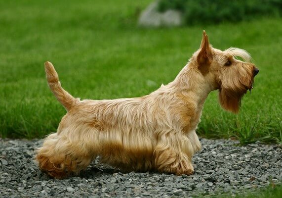 Scottish Terrier Appearance