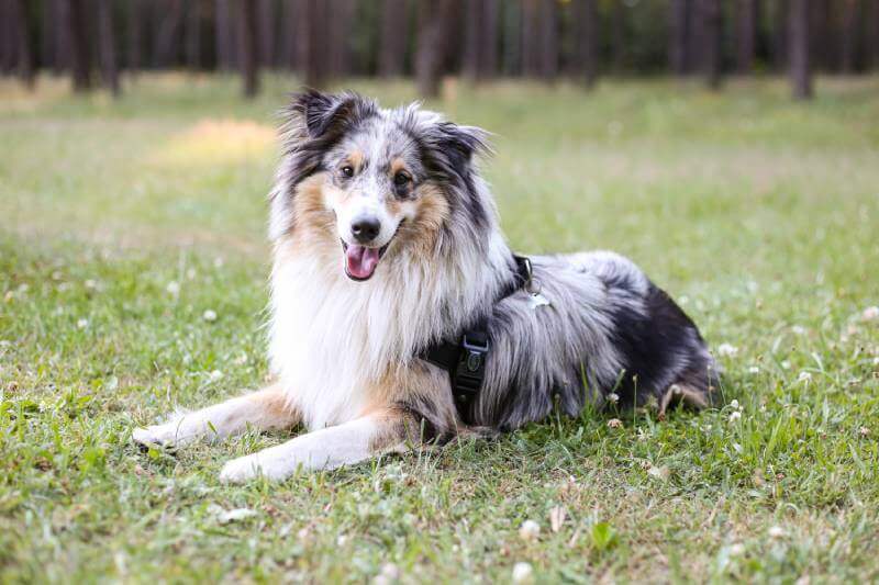 shetland sheepdog dog breed