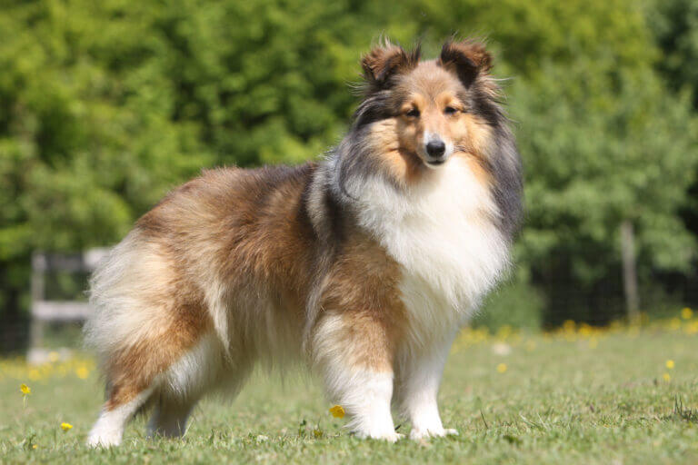 Shetland Sheepdog Physical Characteristics