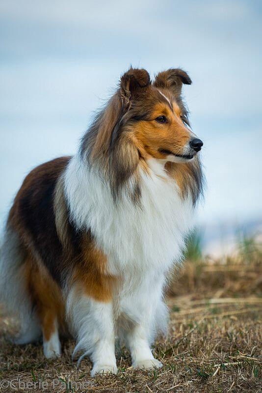 Shetland Sheepdog Breed