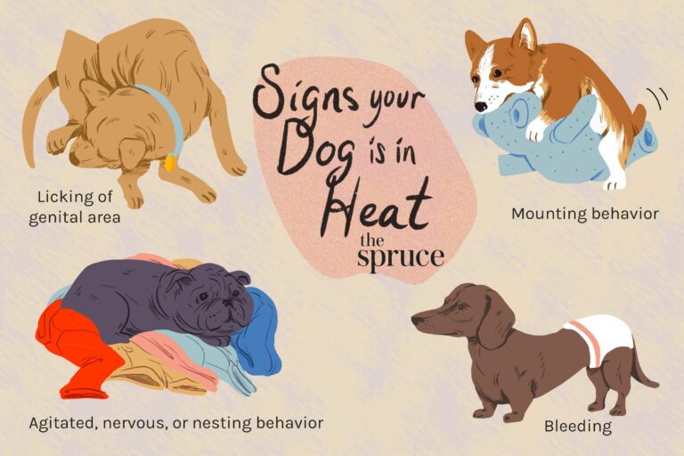 How Long Are Dogs in Heat? Complete Guide to Dog Heat Cycles