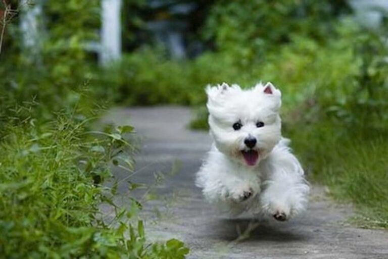 west highland white terrier dog breed