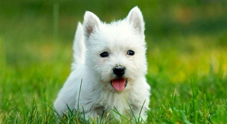 West Highland White Terrier Dog Temperament