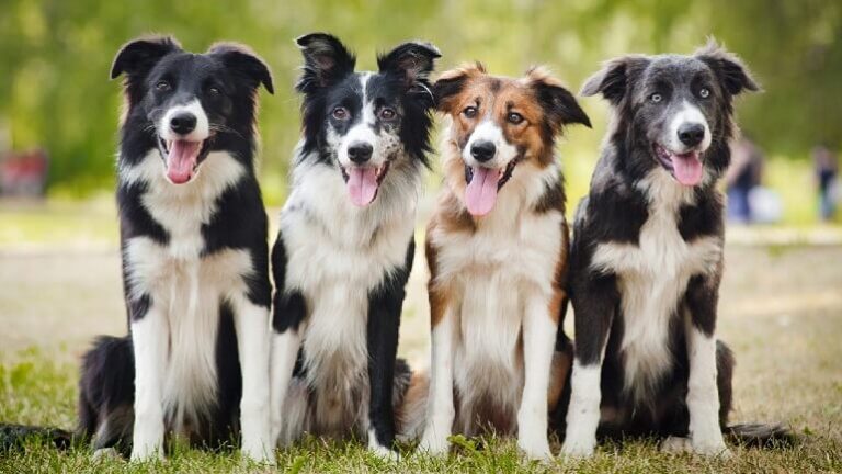 Are Border Collies Affectionate