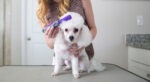 Best Tools for Dematting Your Pet - Animal Gator