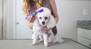 Best Tools for Dematting Your Pet - Animal Gator