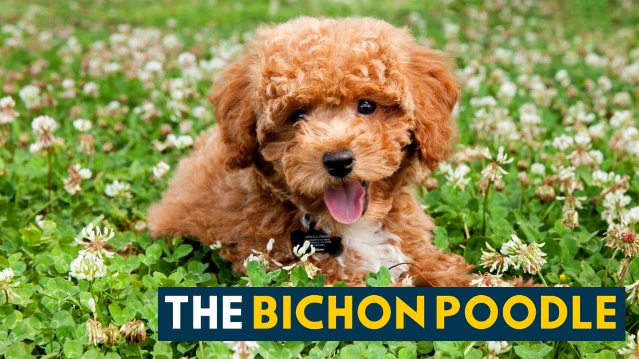 Bichon Poodle Dog Breed