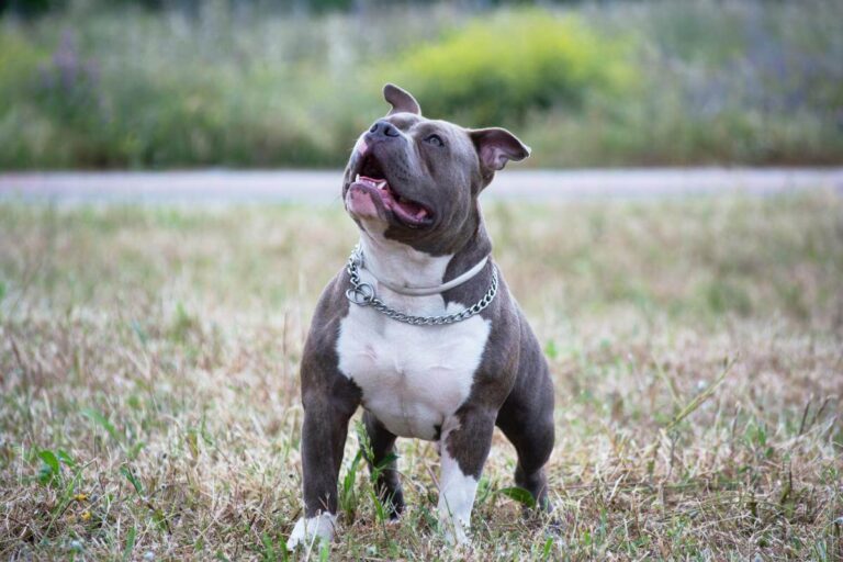 Blue Nose Pitbull dog breed