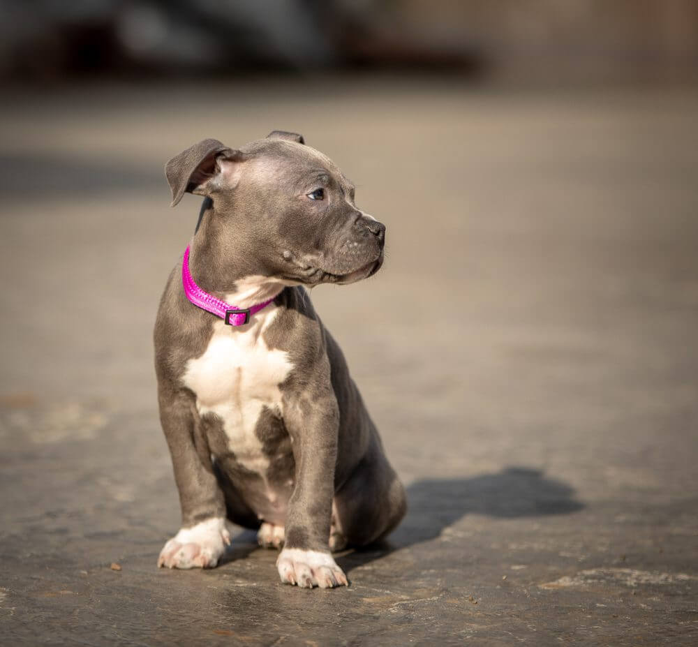 Blue Nose Pitbull