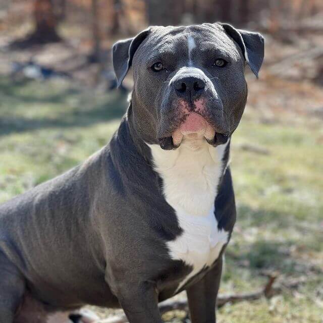 Blue Nose Pitbull