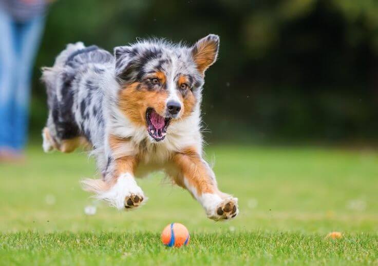 Border Collie Australian Shepherd Mix dog breed