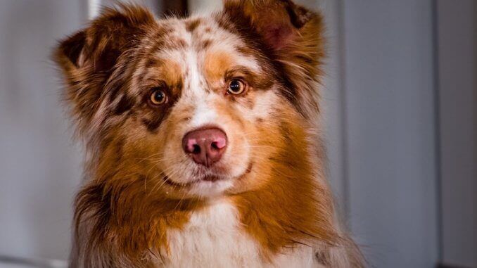 Border Collie Australian Shepherd Mix Dog