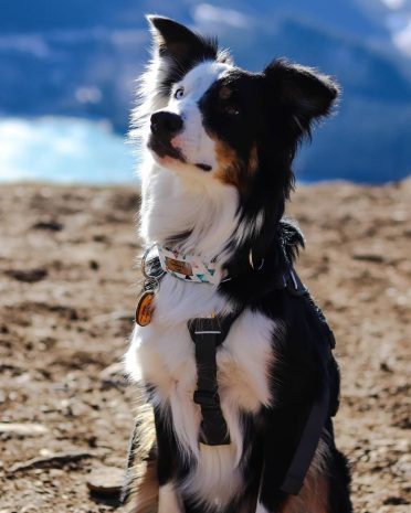 Border Collie Australian Shepherd Mix dog