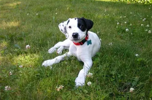 Boxerdoodle Dog Temperament