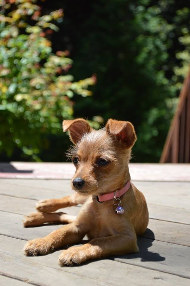 Chihuahua Terrier Mix dog