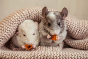 Chinchilla Pros and Cons
