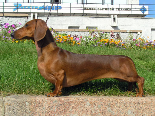 Dachshund Rich History and Cultural Significance